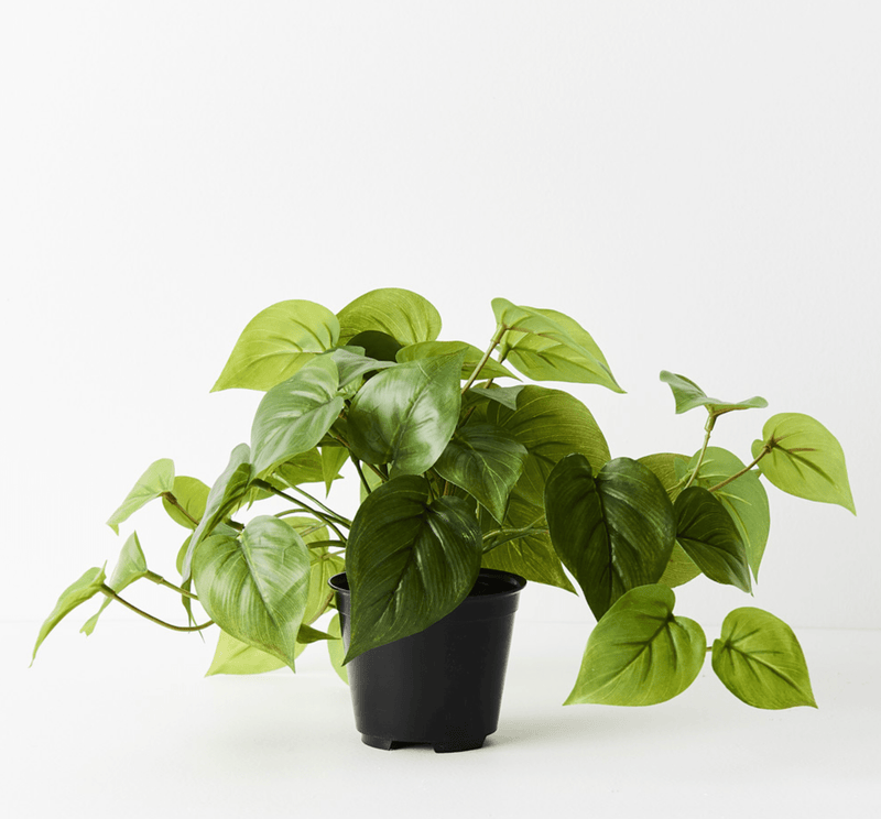 Haven & Space Berry ARTIFICAL FLOWERS 19cm Potted Philodendron