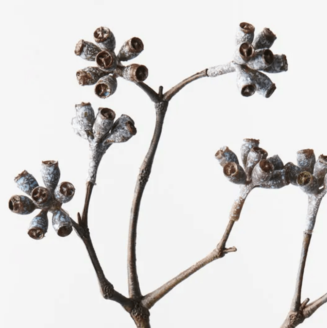 Haven & Space Berry ARTIFICAL FLOWERS 69cml / Brown Eucalyptus Seed Spray