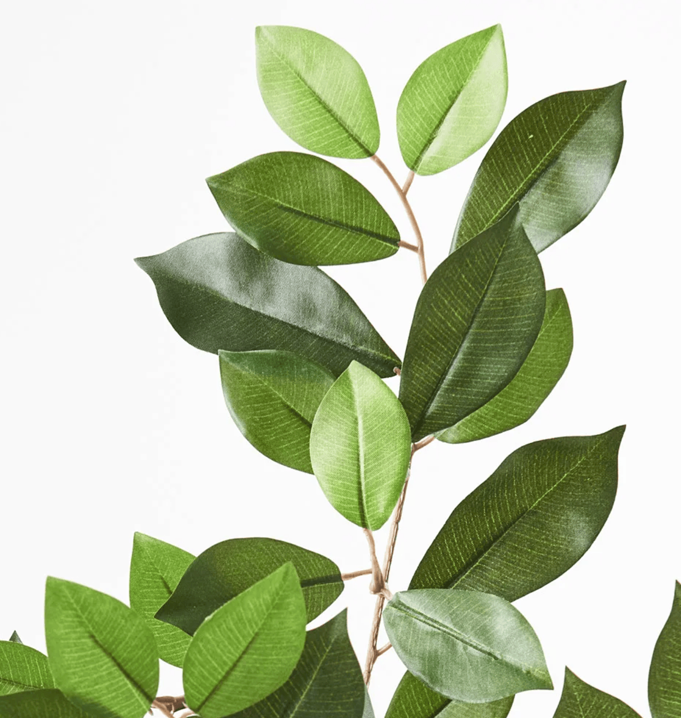 Haven & Space Berry ARTIFICAL FLOWERS Ficus Retusa Leaf Spray