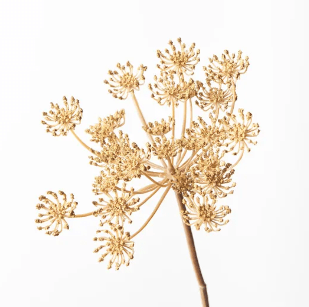 Haven & Space Berry ARTIFICAL FLOWERS Natural Queen Annes Lace