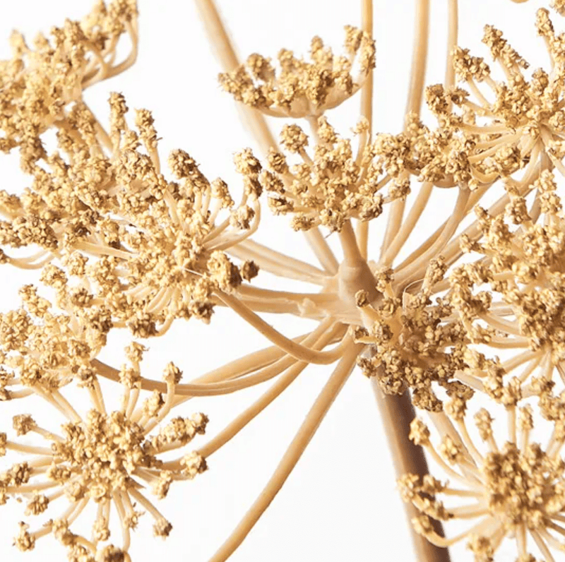 Haven & Space Berry ARTIFICAL FLOWERS Natural Queen Annes Lace