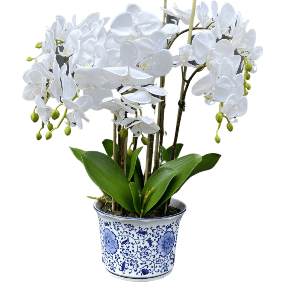 Haven & Space Berry Orchid in Dynast Pot