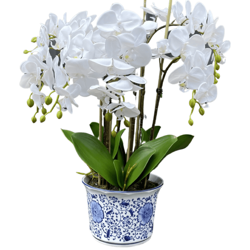Haven & Space Berry Orchid in Dynast Pot