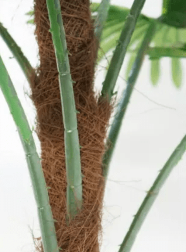 Haven & Space Berry Potted Fan Palm