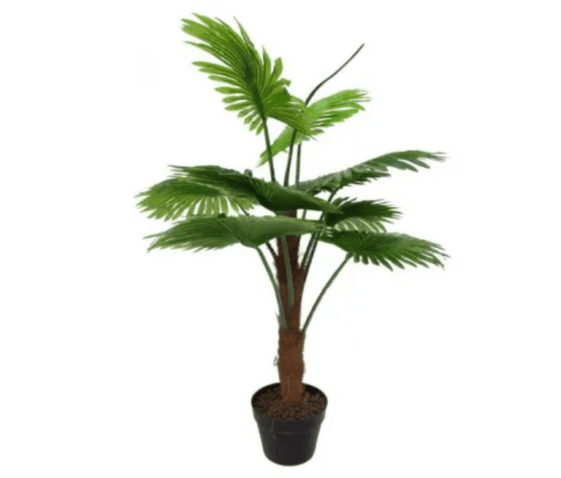 Haven & Space Berry Potted Fan Palm