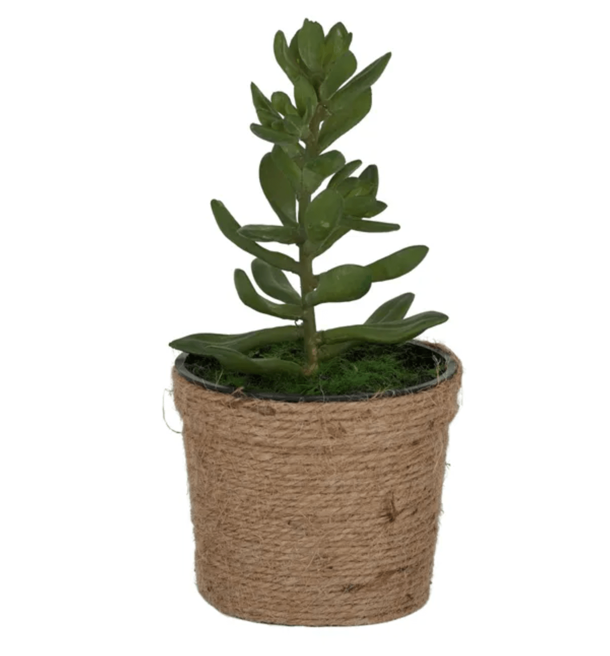 Haven & Space Berry ARTIFICAL FLOWERS 20cm Rope Potted Succulent