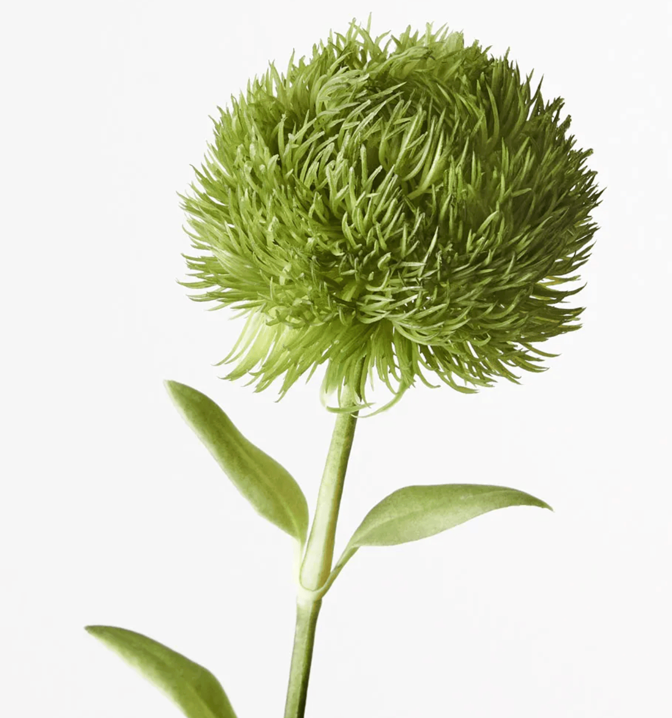 Haven & Space Berry ARTIFICAL FLOWERS 50cm / Green Dianthus