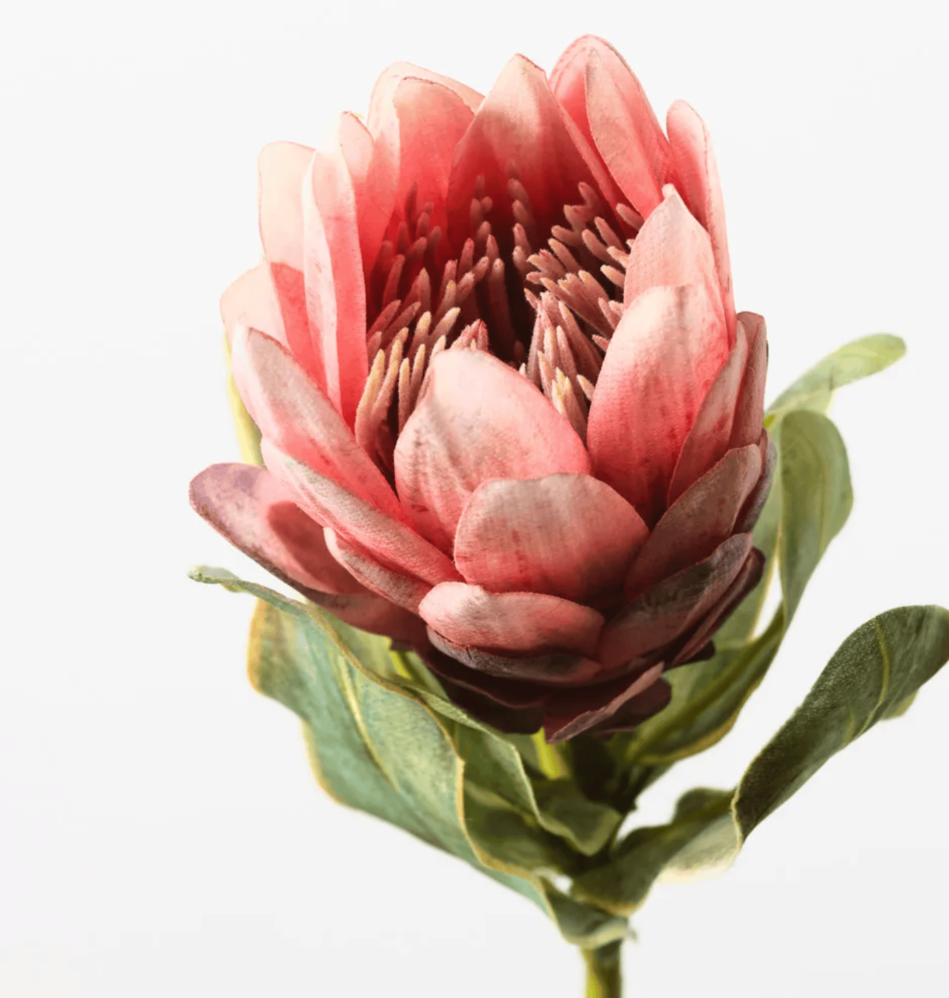 Haven & Space Berry ARTIFICAL FLOWERS 56CM Protea Queen