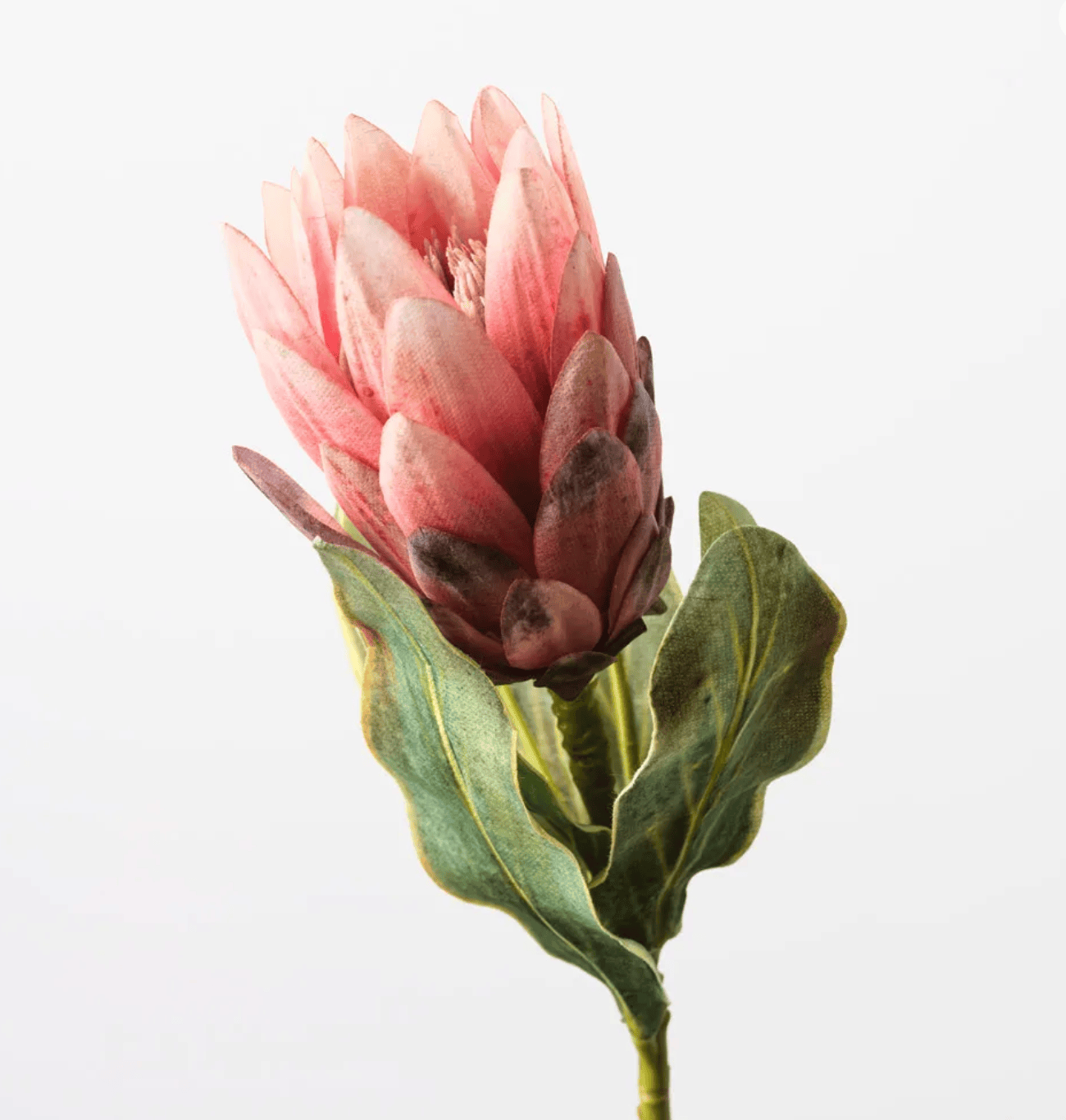 Haven & Space Berry ARTIFICAL FLOWERS 56CM Protea Queen