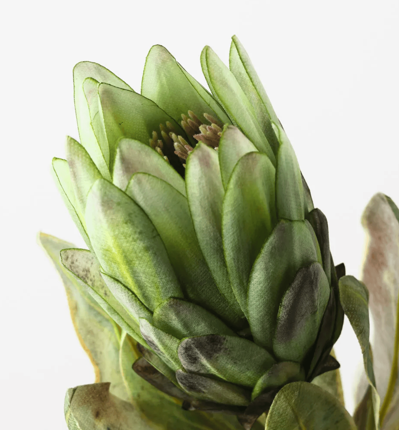 Haven & Space Berry ARTIFICAL FLOWERS 56CM Protea Queen