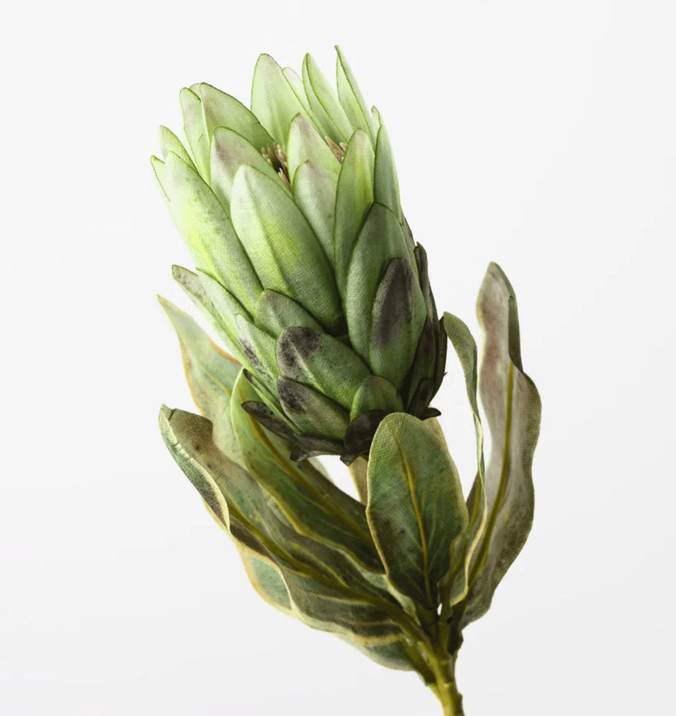 Haven & Space Berry ARTIFICAL FLOWERS 56CM Protea Queen
