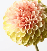 Haven & Space Berry ARTIFICAL FLOWERS 61cml Dahlia