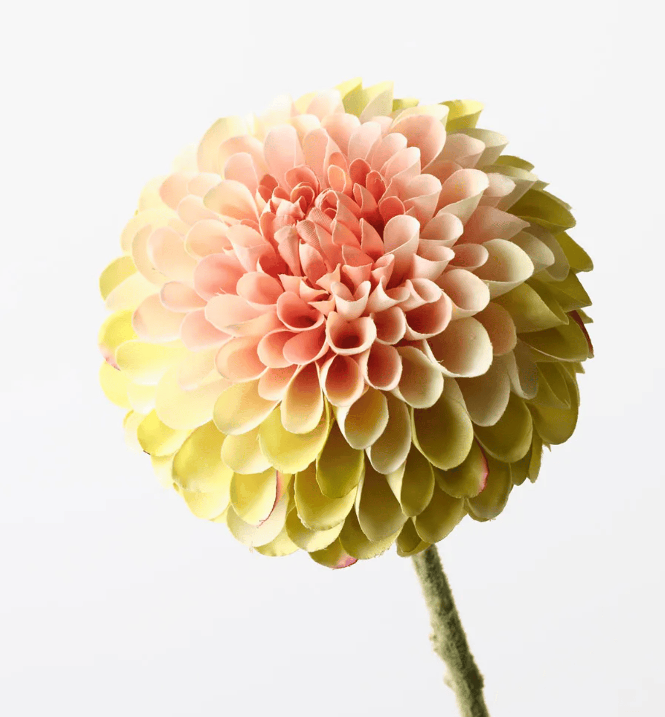 Haven & Space Berry ARTIFICAL FLOWERS 61cml Dahlia