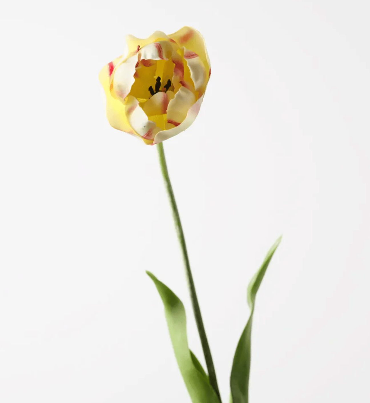 Haven & Space Berry ARTIFICAL FLOWERS 70cm / Light Green Tulip