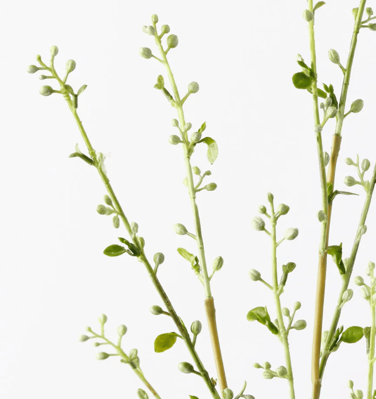 Haven & Space Berry ARTIFICAL FLOWERS 72CM / White Spirea Bud Spray