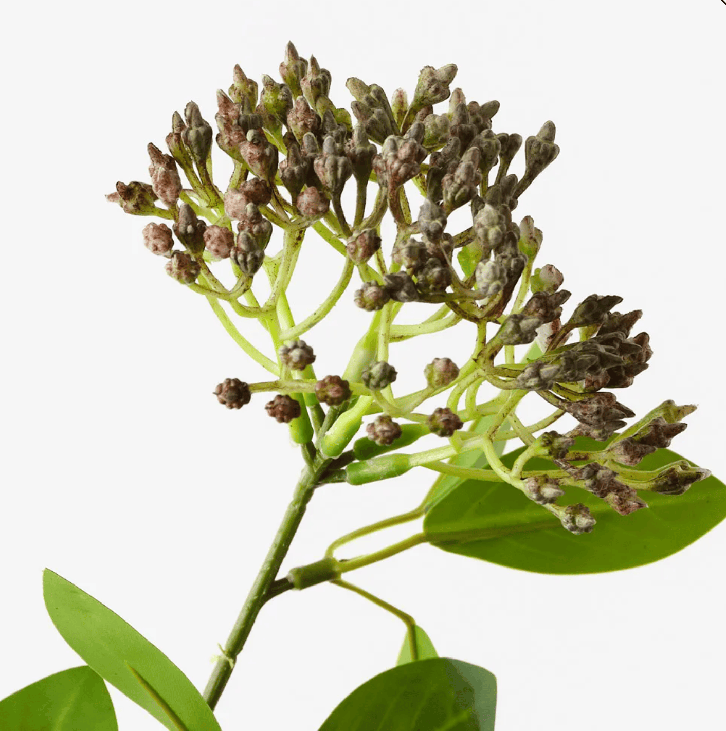 Haven & Space Berry ARTIFICAL FLOWERS 80CM Seed Cluster Spray