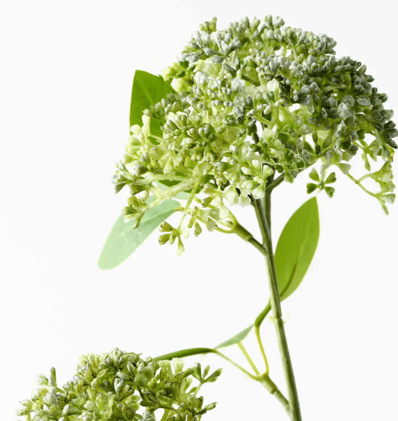 Haven & Space Berry ARTIFICAL FLOWERS Angelica Spray