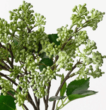 Haven & Space Berry ARTIFICAL FLOWERS Grey Green Sedum Bouquet