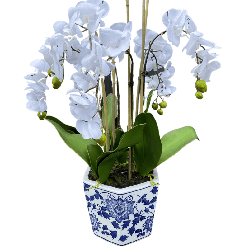 Haven & Space Berry Orchid In Dynasty Pot